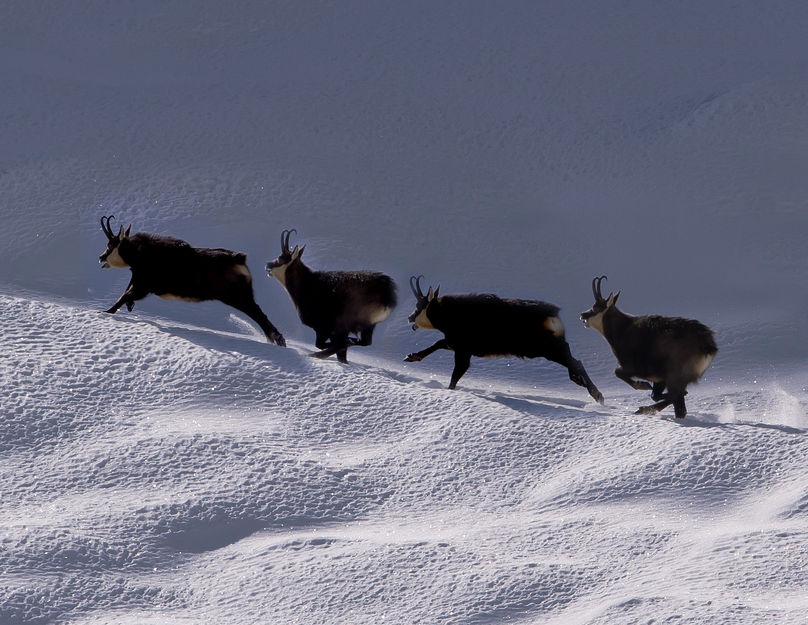 IMGP4930 6fps.jpg - [it]Montaggio sequenza corsa camoscio, velocità stimata 25-30 km/h[en]Photo-montage of a chamois run. Est. speed 25-30 km/h (15-20 mph) 
